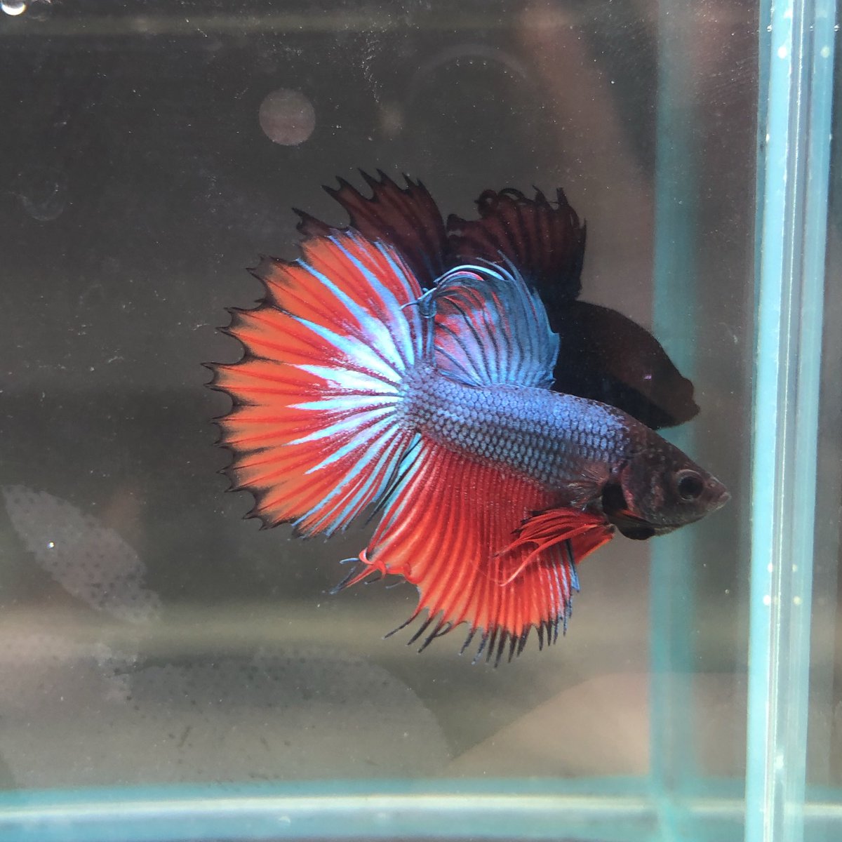 Betta Home Home Betta Twitter Betta Home Home Betta Twitter