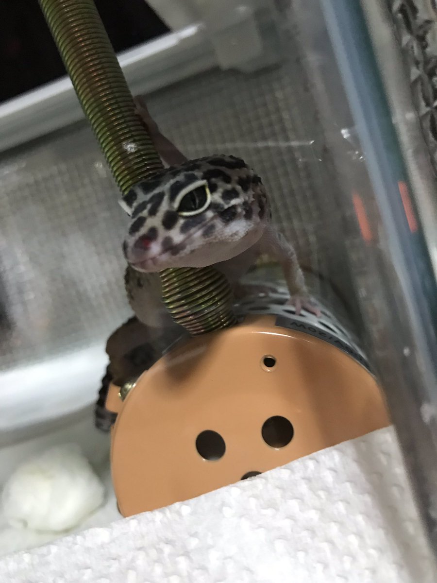 Ysdiary1's tweet photo. New comer‼️‼️‼️
He’s tentative name is “Alex”🦎

Do you have any nice idea❓❓ https://t.co/UCXcsVMUS4