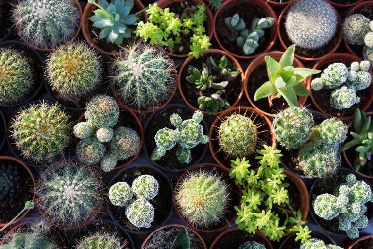 Overwinteren van vetplanten 
blog.huisjetuintjeboompje.be/?p=27547