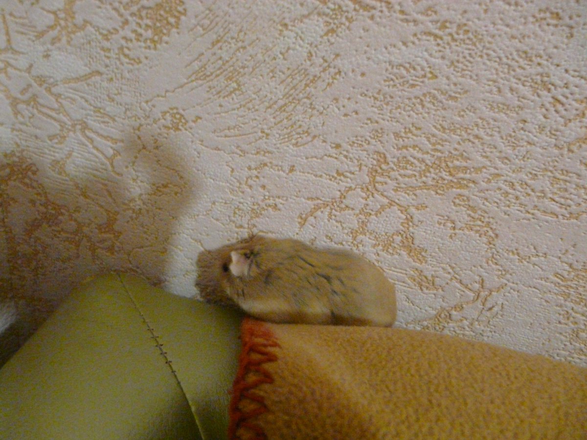ArsiAssia's tweet photo. Маленький хомячок совершил небольшое путешествие. Чудесного дня! 🐹❤️🙂 https://t.co/SwzaAWMPlg