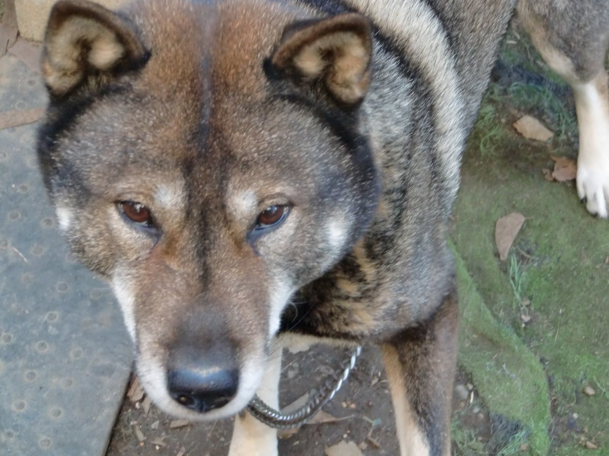 天弓号 イケメンすぎる四国犬 Pa Twitter 遠巻きに あれオオカミでしょ と言われた犬と でかい黒柴だね と言われた犬ならウチの子です 四国犬