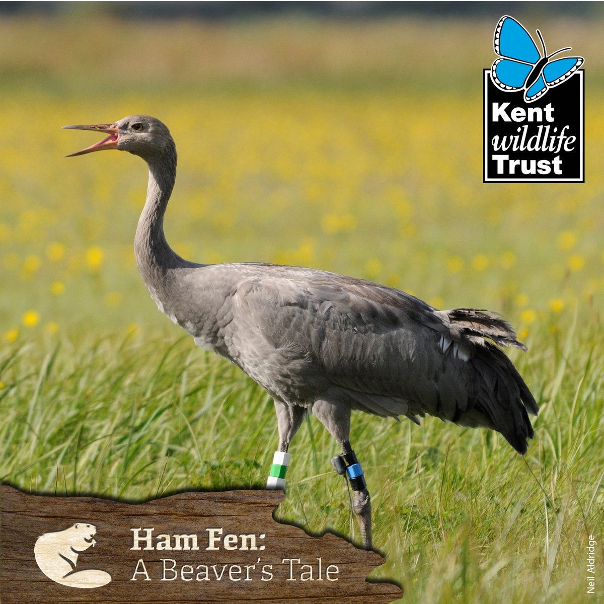 KentWildlife's tweet photo. We need your help to see lost and iconic species return to Ham Fen; Most notably fen orchid, marsh fritillary buttery, bittern, and Eurasian crane #HamFen #BeaversTale donate at https://t.co/Zl62dwBGLz https://t.co/iSeSlGQ9tM