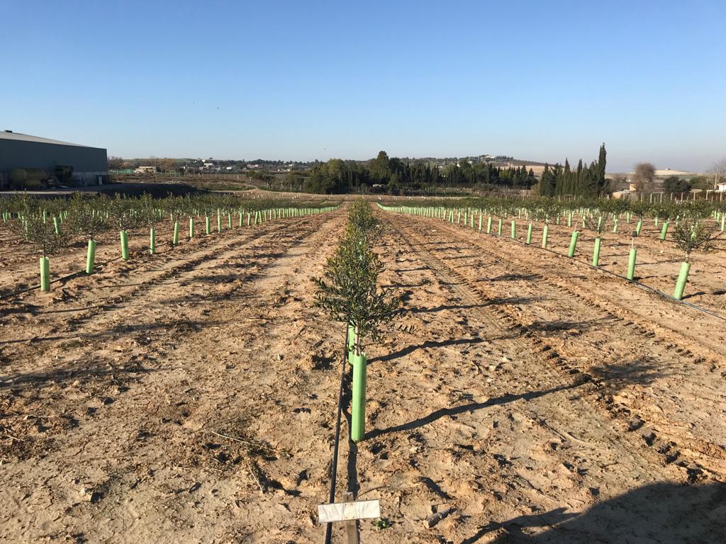 Agromillora_ tweet picture