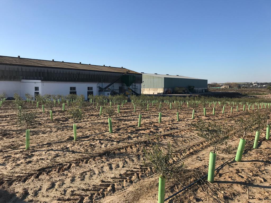 Agromillora_ tweet picture