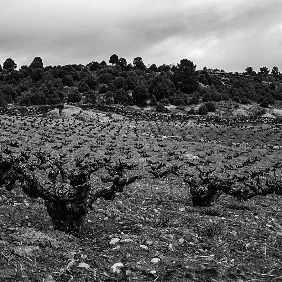 Cada añada es diferente. Cada lluvia, día de niebla o rayo de sol será único este 2019 y nos contará a través del vino su historia. 
#BodegasPrietoPariente #winemaking #winelovers #Tempranillo #Garnacha