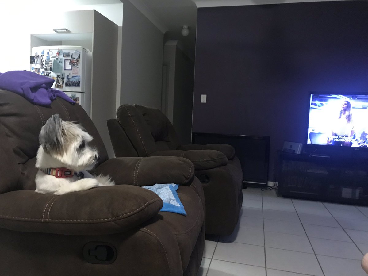 Just your average puppy watching <a href="/LuciferNetflix/">Lucifer</a> .... ‘cause why not! #Netflix #LuciferOnNetflix <a href="/tomellis17/">tom ellis</a> <a href="/NetflixANZ/">Netflix ANZ</a>