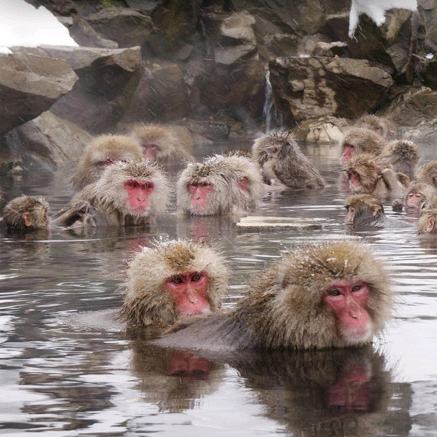 FILMVOLT1's tweet photo. Out on @AmazonUK todqay is the fanta+stic #documentary Hells Valleya #nature #tokyo #monkeys @NationalGeoPicx @NationalGeoESP https://t.co/slEdT40xXB