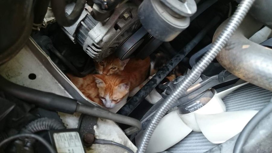 冬だけじゃない 車に乗る前に 猫バンバン してますか マガジンサミット