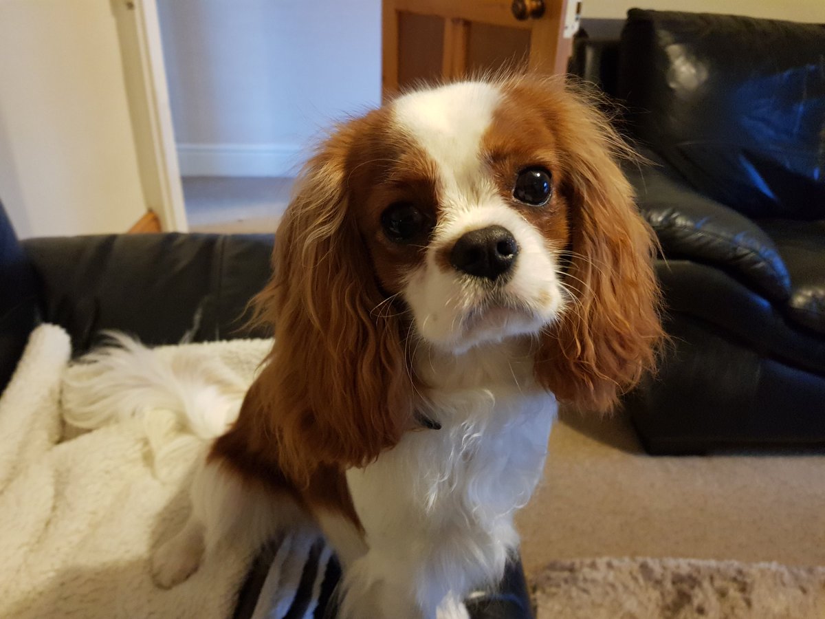 Watson here would like to name and shame his mum for always leaving her straighteners on @SYFR #IfTheyCouldTalk