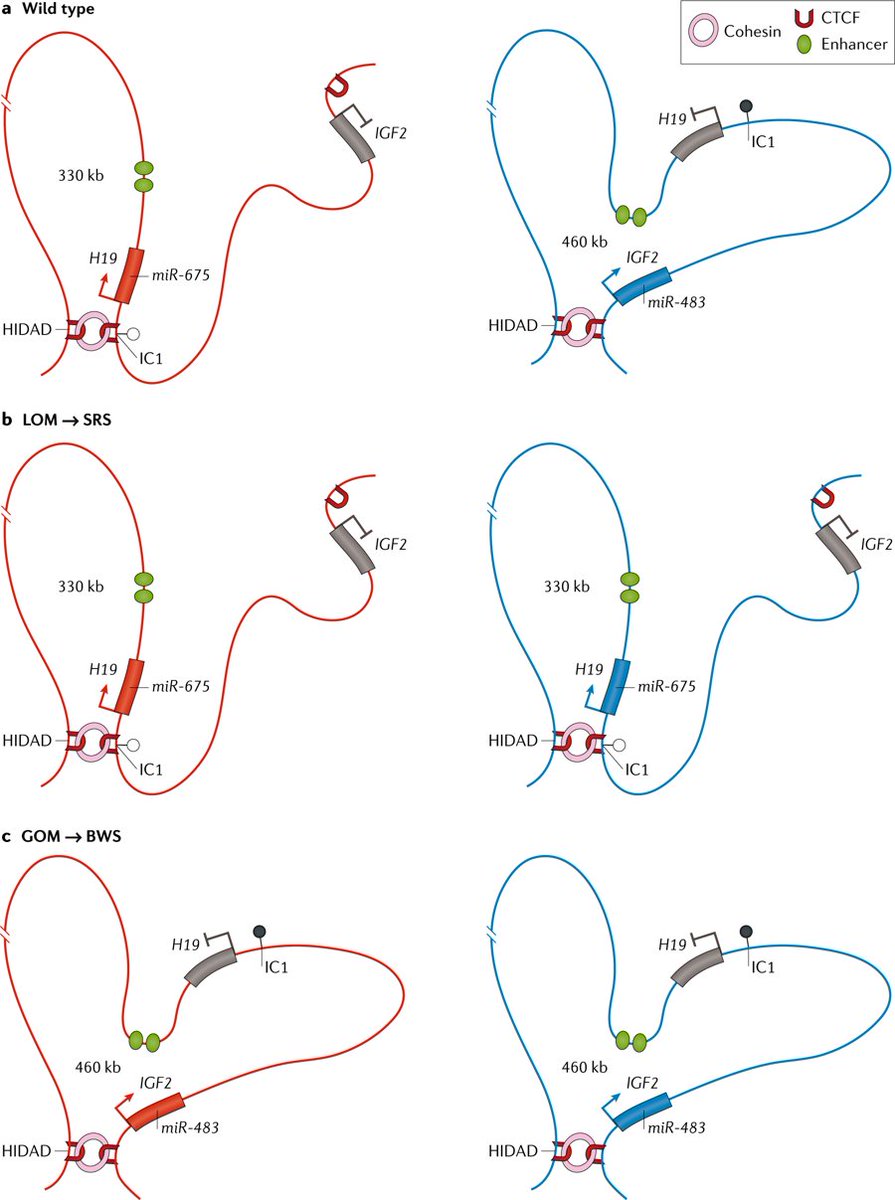 Nature Reviews Genetics Genomic Imprinting Disorders Lessons On How Genome Epigenome And Environment Interact T Co Gjjtxnl8bl Review By David Monk Deborah J G Mackay Thomas Eggermann Eamonn R Maher Andrea