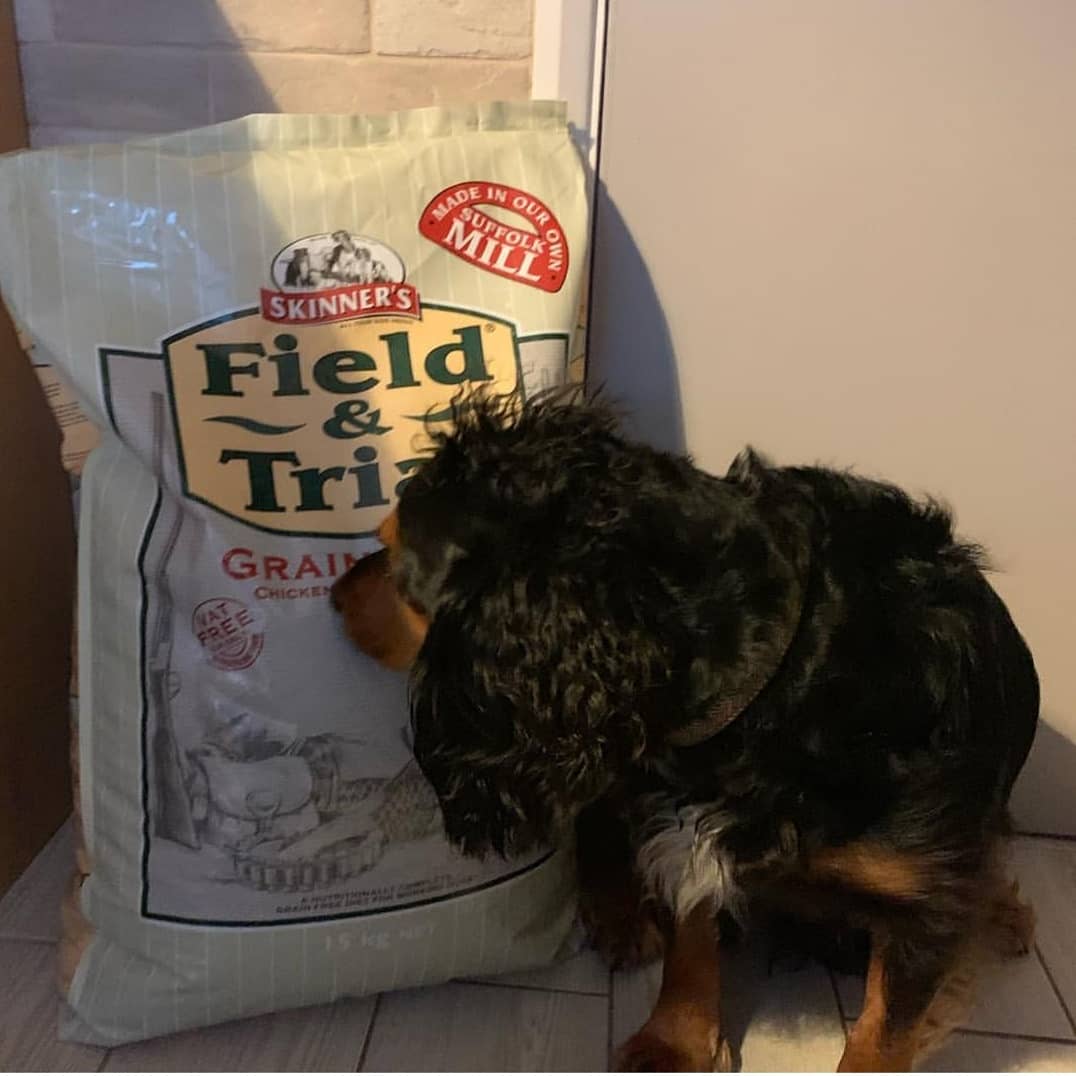 We've got a #tryouttuesday today from Braveshot Gundog who is trying our Field & Trial Grain Free Chicken & Sweet Potato! Check out that hair too- Happy #tufttuesday 🐶🐾