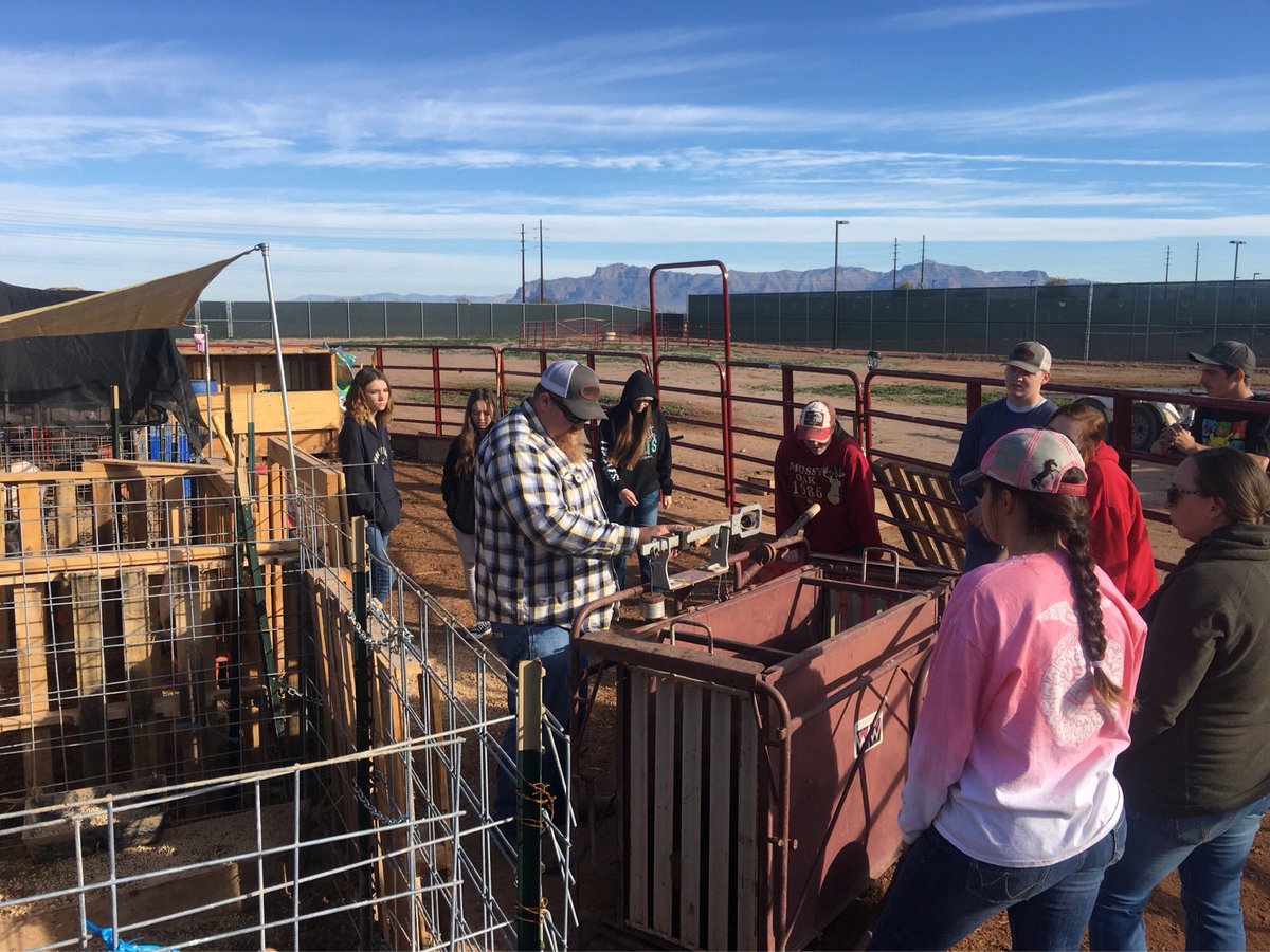 Time to weigh pigs! Keeping track of their weight will help us make sure they grow to their full potential for the Pinal County Fair