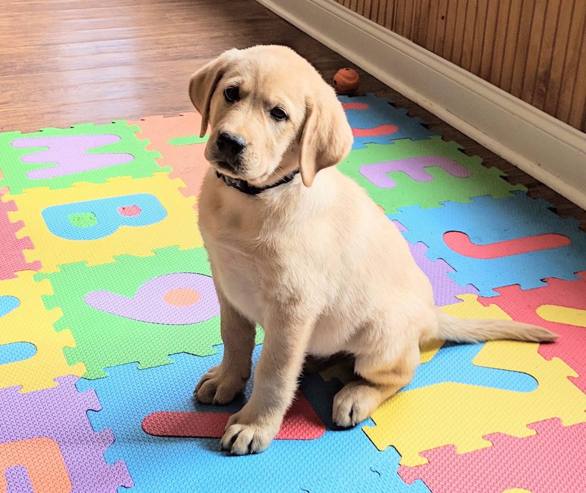 Big news! We're working with Project2Heal to help train a service dog for someone in need. This adorable puppy will be at some of our practices and games this season.