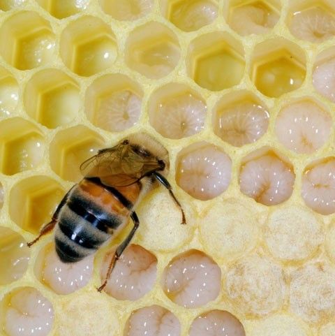 atainmentstudio's tweet photo. 🐝 BeeFact #5 🐝

Your bee life starts as a grub. Life is easy because you get supplied with food all the time from the other worker bees. You only stay in your wax cocoon until you are 21 days old. Now it is time to discover the world around you.

Source: https://t.co/mzPGRXlnO8 https://t.co/4miyTROkB1