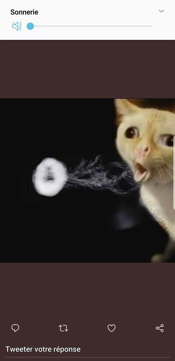 Shavinz Quelqu Un A La Photo Du Chat Qui Fait Un Rond De Fume Mdrr Svp