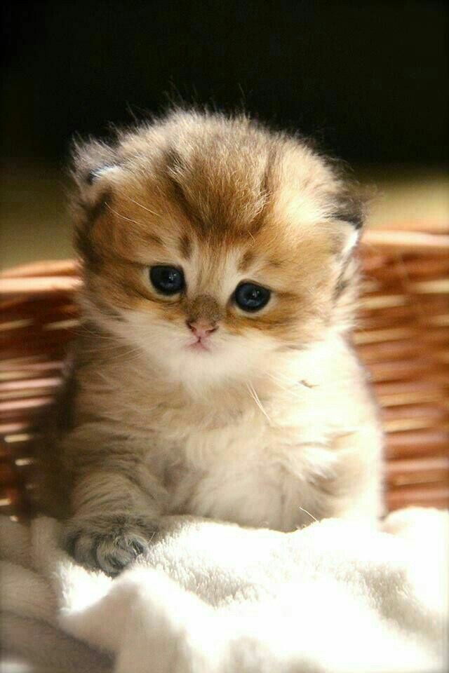 kitty suga 🐾 tweet media