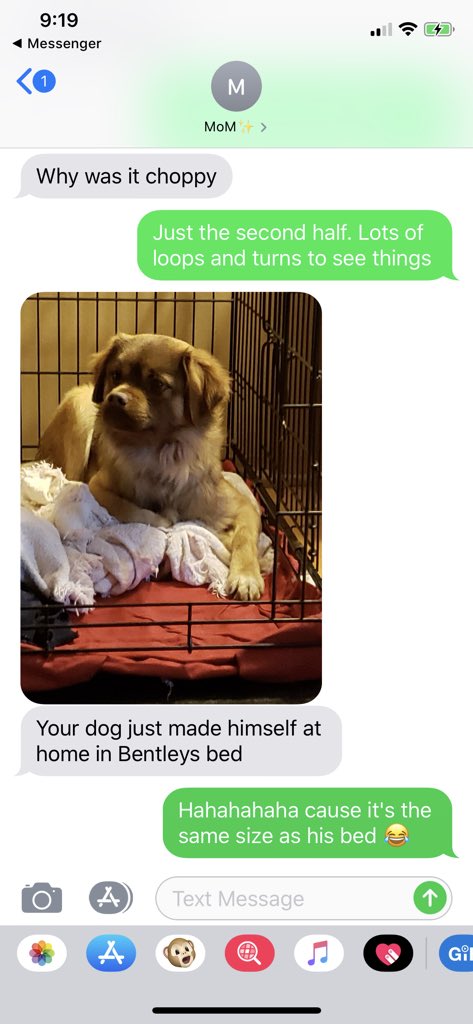 Torrie_Nicholas's tweet photo. Away for work for the week and my moms sending me updated of my doggo. She swears she hates him but I know she’s lying 🐶 #justlookatthatface https://t.co/6b8yLNN1IR