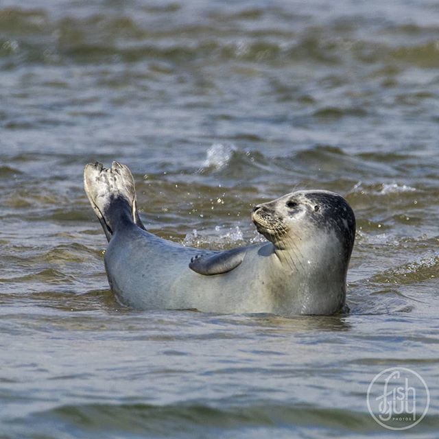 Christopher Paparo on Twitter "A healthy seal will often sit in a