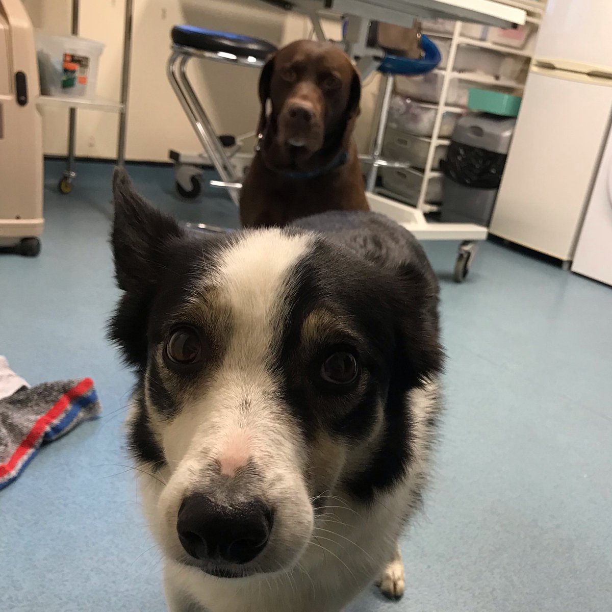 DalesideVets's tweet photo. Love is in the air 💙 Charlie came in for his ears to be flushed but little did he know he would fall in love with the vets dog, Nea 🐾 #love #doggo #dogoftheday #labrador #bordercollie #happycouple https://t.co/s2uNf8Qw8t