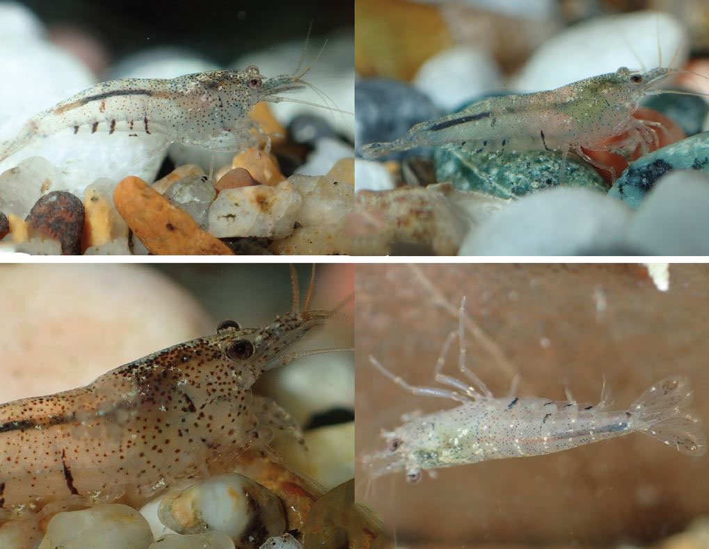 ZooKeys_Journal's tweet photo. Coming from a small stream in Pingtung County, Taiwan, here’s a #NewSpecies of #endemic land-locked #shrimp.

Study: https://t.co/a9z8CJXwe2 #Crustacea #Decapoda #Biodiversity #Taxonomy #Endemism https://t.co/CqaGk8ZRFE
