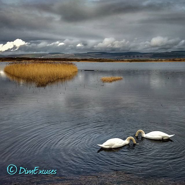 DimExcuses's tweet photo. Went looking for the otter, but just saw a pair of #swans on #KenfigPool. #nature #Wales https://t.co/e7w7H1iMaK https://t.co/kopNVTcjmr