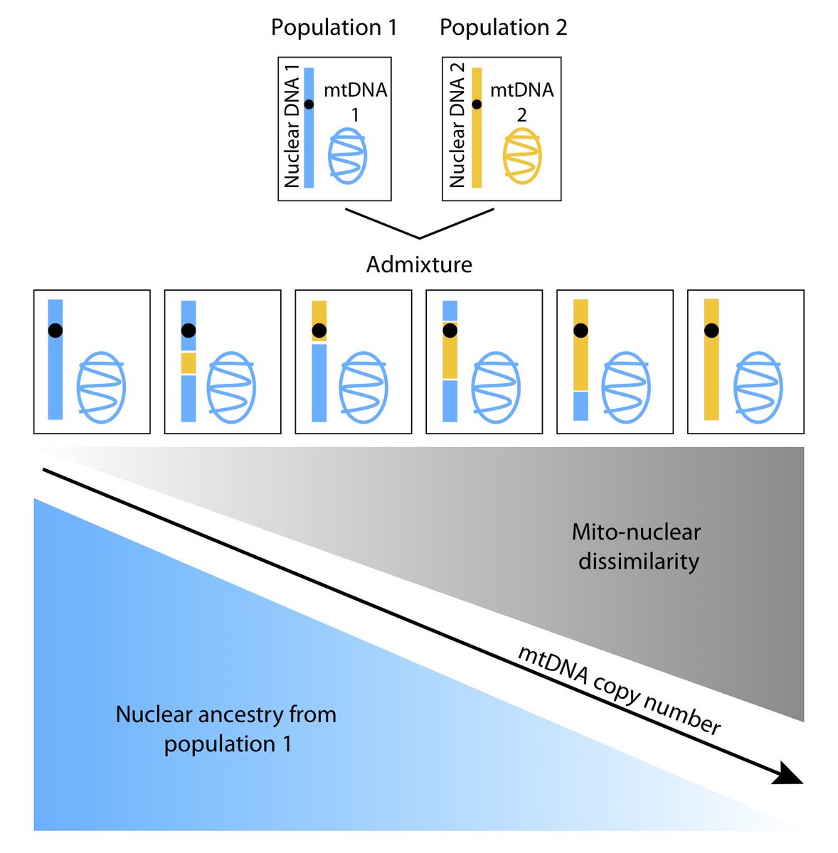 Our paper with @A_A_Zaidi on Exploring Mito-nuclear incompatibility in #humans was just published online in <a href="/NatureEcoEvo/">NatureEcoEvo</a>.
Here is a link to the full-length text: rdcu.be/bgNT8. #mitochondrion <a href="/PennStateBio/">Penn State Biology</a>