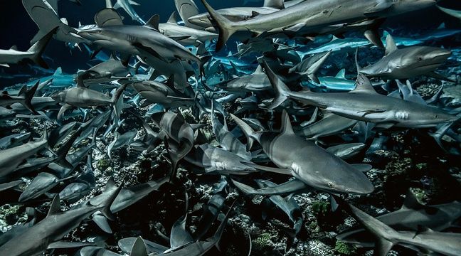 LaCuriositeRTL's tweet photo. LES REQUINS - "Le jour, c'est le dortoir pour les requins. C'est pour cela que l'on plonge la nuit pour aller les voir. La nuit, ils rentrent en action" nous explique le documentariste Laurent Ballesta https://t.co/4AfalWOX4s