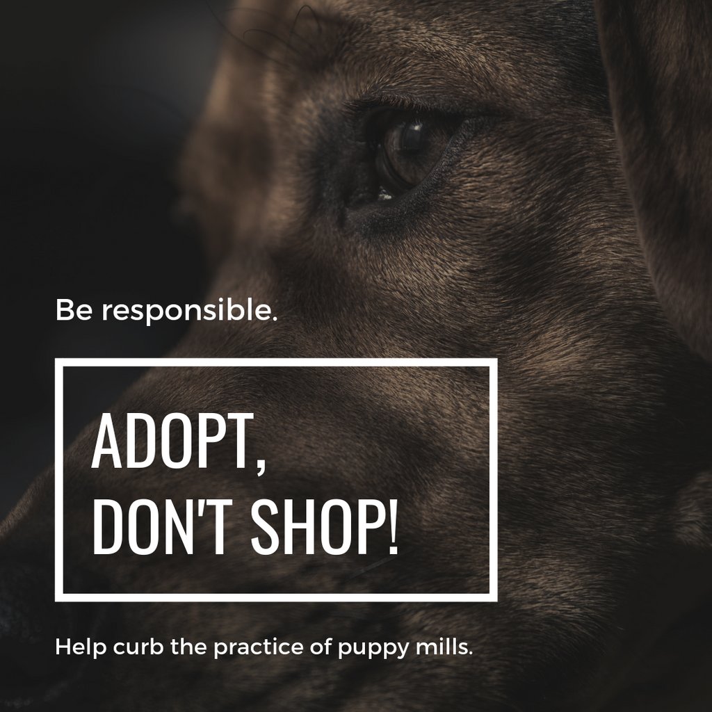 A #puppymill is defined as an establishment that breeds puppies for sale, typically on an intensive basis and in conditions regarded as inhumane. By choosing to #adoptapet, you remove demand from the market that allows these practices to continue. #adoptdontshop