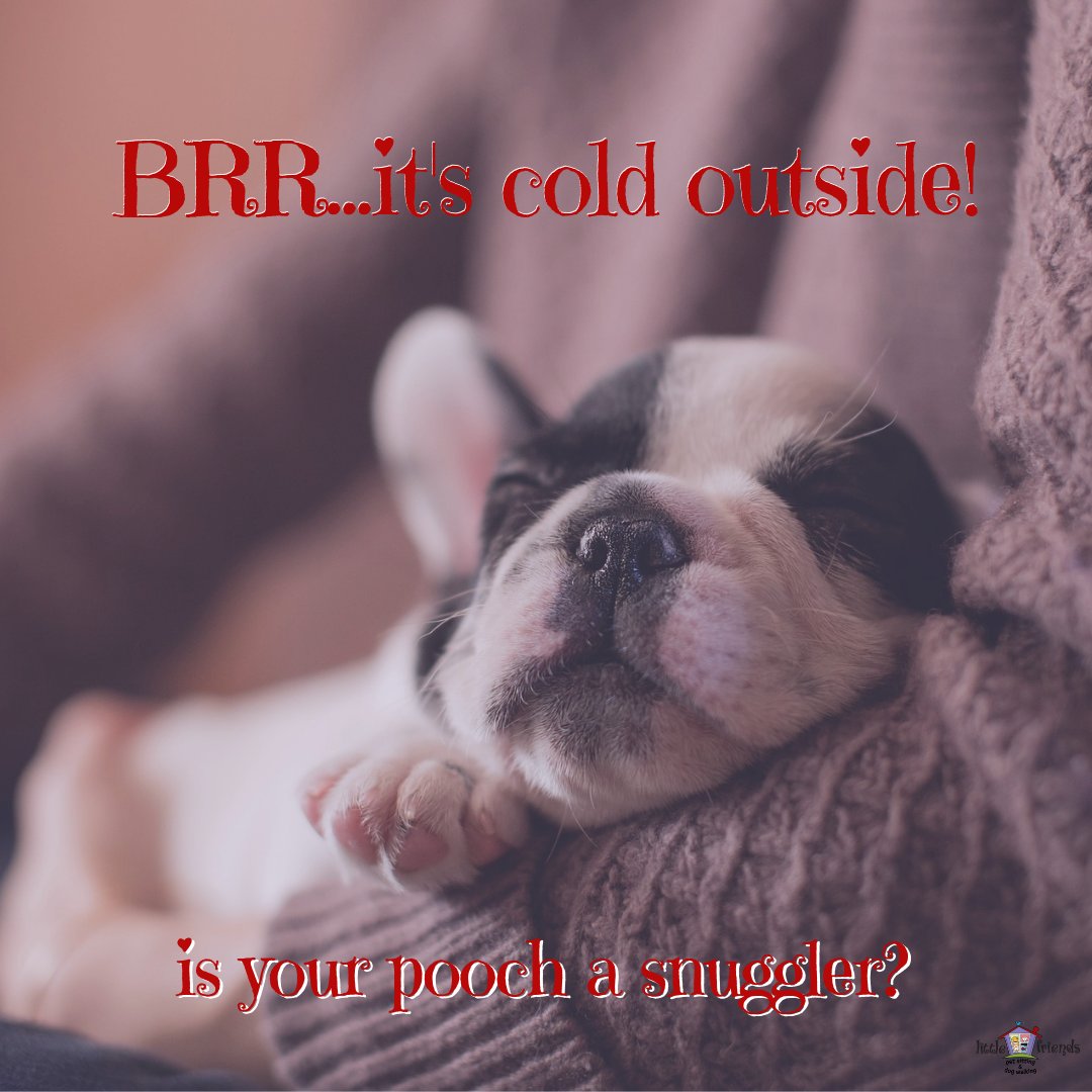 LittleFriends3's tweet photo. My pup is the best personal heater ☺️#pets #snuggles #petsitting https://t.co/Djyva4E4tU