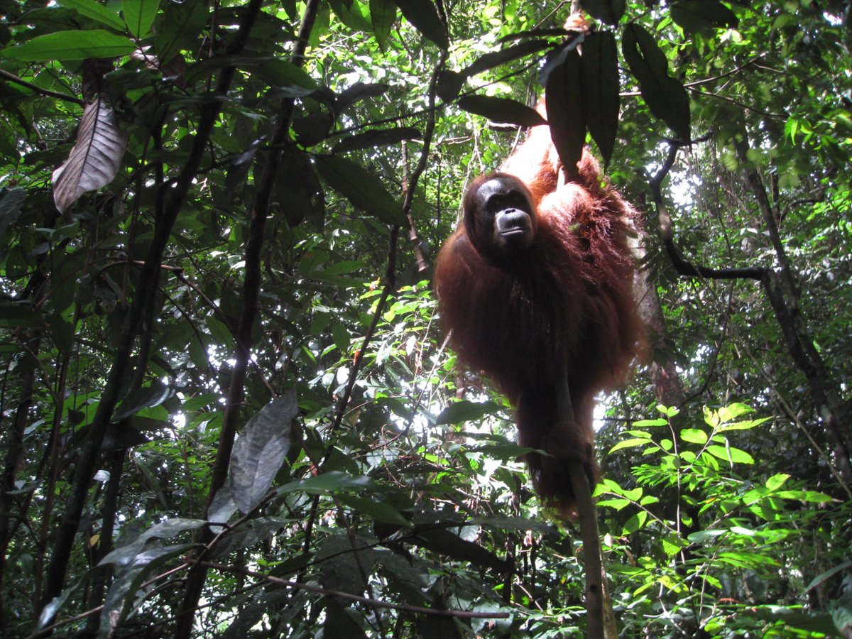 OrangutanSurvey's tweet image. Liftoff! The fantastic @UNDPproject Field team has finished all the #drone flights &amp;amp; now we need your help! Get on the #OrangutanNestWatch &amp;amp; help us find some nests! #CitizenScience #SDG15
@UoABioSci @aberdeenuni @CitSci @FedCitSci @CitizenScience_ 
zooniverse.org/projects/sol-d…