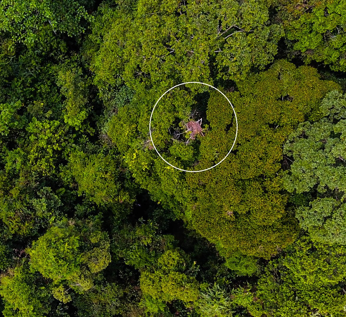 OrangutanSurvey's tweet image. Liftoff! The fantastic @UNDPproject Field team has finished all the #drone flights &amp;amp; now we need your help! Get on the #OrangutanNestWatch &amp;amp; help us find some nests! #CitizenScience #SDG15
@UoABioSci @aberdeenuni @CitSci @FedCitSci @CitizenScience_ 
zooniverse.org/projects/sol-d…