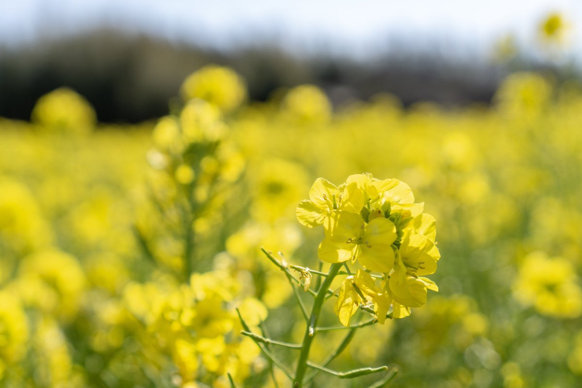 加治の菜の花畑