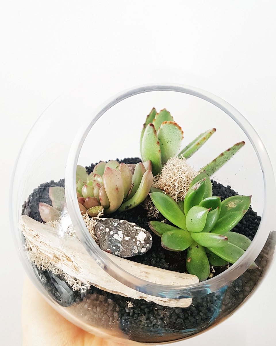 Winter blaaaaas? Something green should help with that! 
•
•
•
#winterblues #plantsforlife #plantlove #terrarium #minigarden #green #plant #succulents #downtowndartmouth #dartmouthns #halifaxns #florist
#eastcoast #eastcoastliving