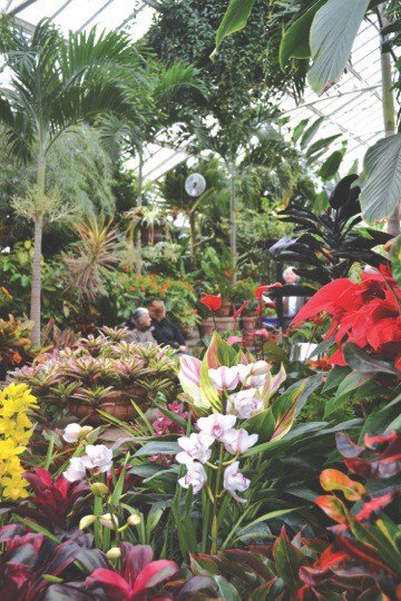 PlantingFields's tweet image. Join us on Sunday, January 27th for the Paradise Garden Festival at Planting Fields Arboretum. 11am-4pm.  Free admission! Live music, kids crafts, and Coe Hall will be open. For more information, visit plantingfields.org