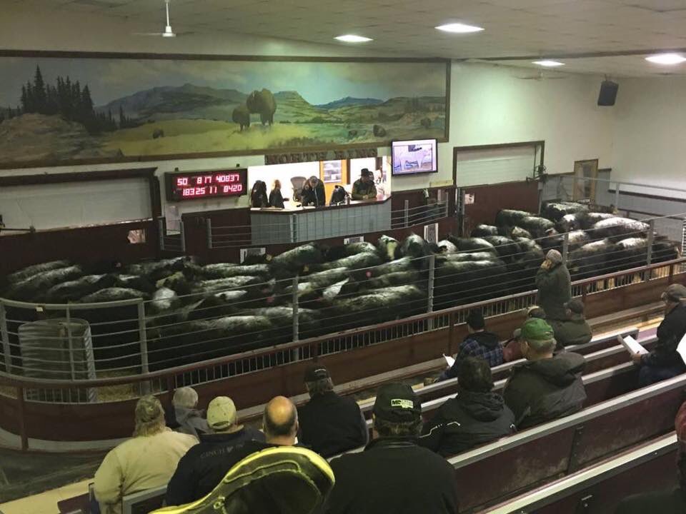 amydawnmiller's tweet photo. @excelranches limousin sired steers from Russell Spearin selling today at North Central Livestock in Clyde Ab. Double treated, 88 calves avg 800lbs. Reds &amp; Blacks. Big growthy proven steers. @CDNLimousin @AlbertaLimousin #albertabeef #feedersteers #agchat #qualitysteers https://t.co/mufeMQ94Wy