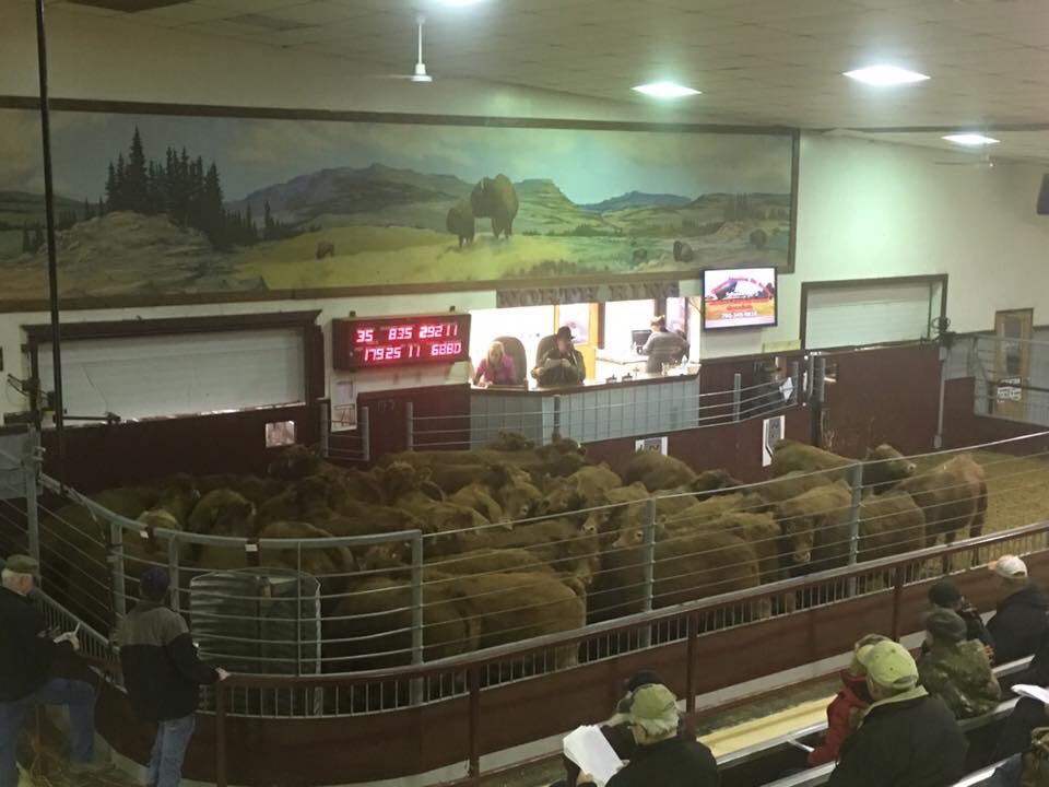 amydawnmiller's tweet photo. @excelranches limousin sired steers from Russell Spearin selling today at North Central Livestock in Clyde Ab. Double treated, 88 calves avg 800lbs. Reds &amp; Blacks. Big growthy proven steers. @CDNLimousin @AlbertaLimousin #albertabeef #feedersteers #agchat #qualitysteers https://t.co/mufeMQ94Wy