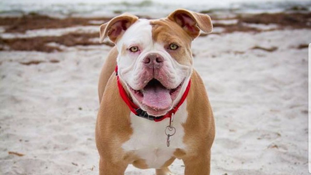 PetFlow's tweet photo. Happy #TOT from this sweet girl, Britannia the Bulldog. Be sure to share your #tot pictures with us by tagging #petflow pics! https://t.co/GWDiv6bE3A