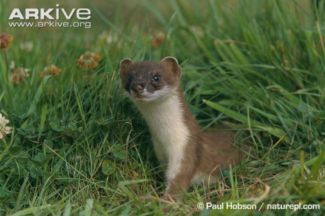 STOAT (May 21-June 20)You are elusive, evasive and deadly. 