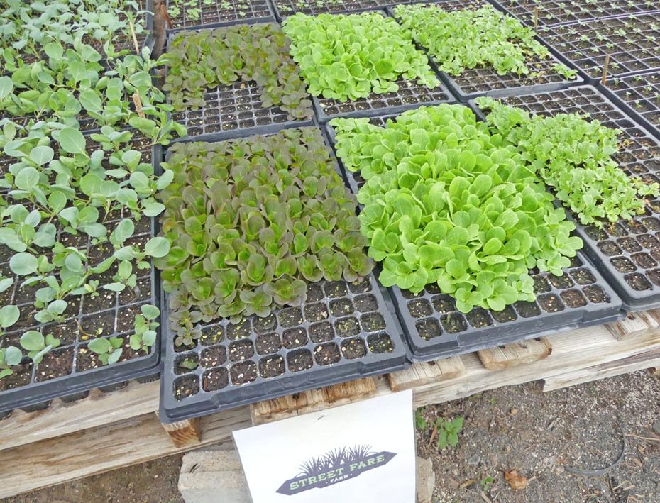 katywalls's tweet photo. Travel down Agr iLanes--Lomax Incubator Farm https://t.co/7U2XU6LugJ  Where would we be if it weren't for #farmers?  #IFWTWA #TravelTuesday #VisitNorthCarolina https://t.co/6tdiFzc5a4