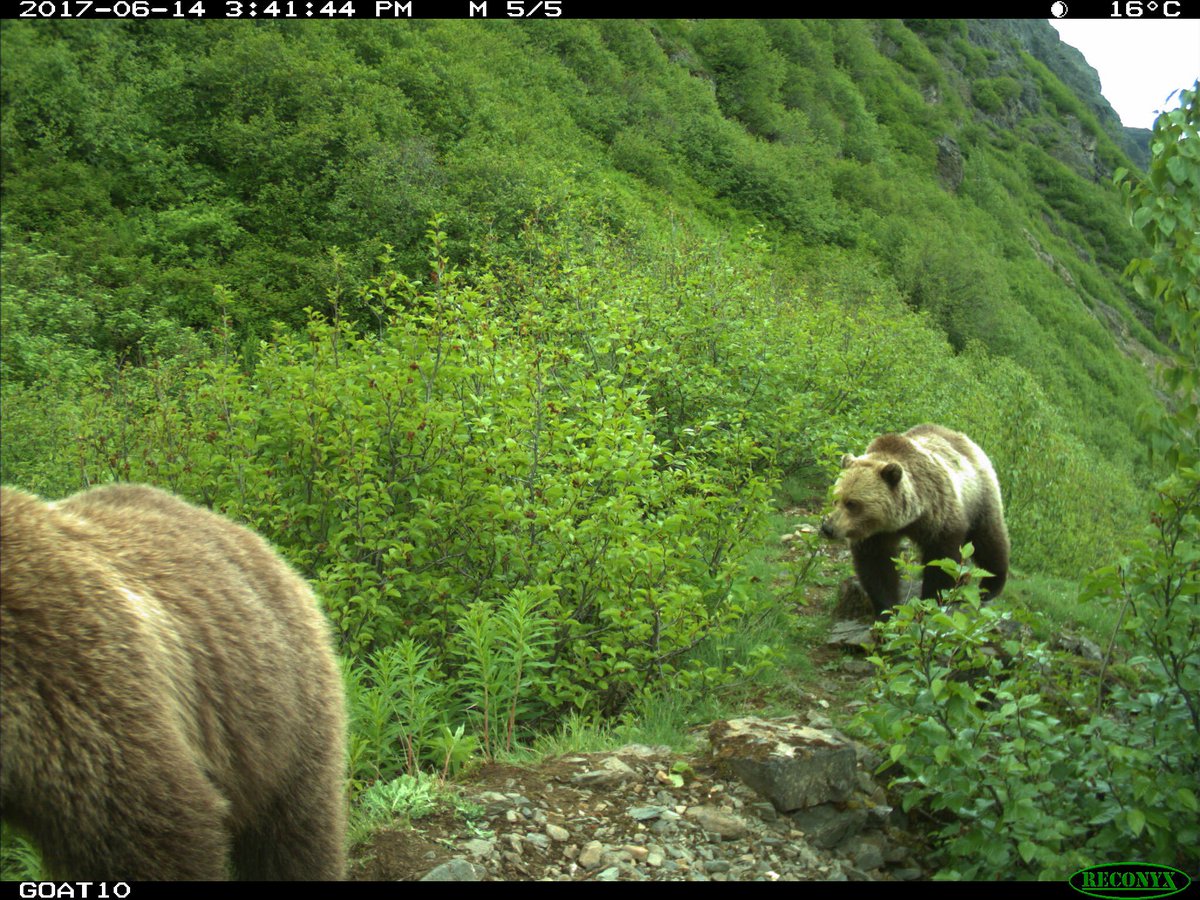 cambgold's tweet image. IDM Mining Receives Federal Environmental Assessment Aproval for the Red Mountain Underground Gold Project.  The project can now apply for Mines Act permits for development and operation.  idmmining.com/news/index.php… #bcmining
