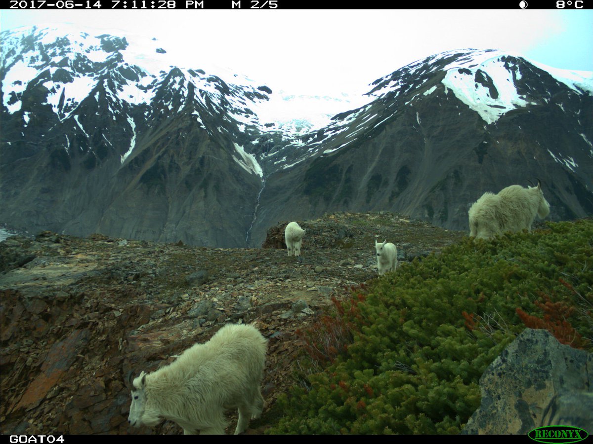 cambgold's tweet image. IDM Mining Receives Federal Environmental Assessment Aproval for the Red Mountain Underground Gold Project.  The project can now apply for Mines Act permits for development and operation.  idmmining.com/news/index.php… #bcmining