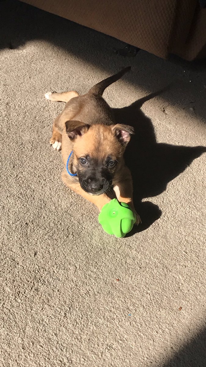 am_softball's tweet photo. I got a puppy and I’ve never been happier in my life 😍❤️ https://t.co/H7ZFgc4rKq