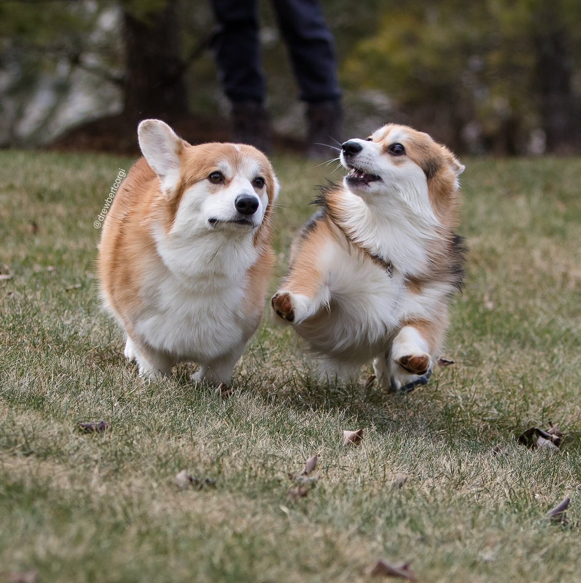 drewbertcorgi's tweet photo. Drewbert always acts with focus and poise, even when he’s running.
But Mona, oh Mona. This girl can’t even run in a straight line without leaving a sparkly explosion of derp in her wake.
#Drewbert #Runbert #ItsMonaTime #ToDoADoubleTake https://t.co/TIWVtnVlOW