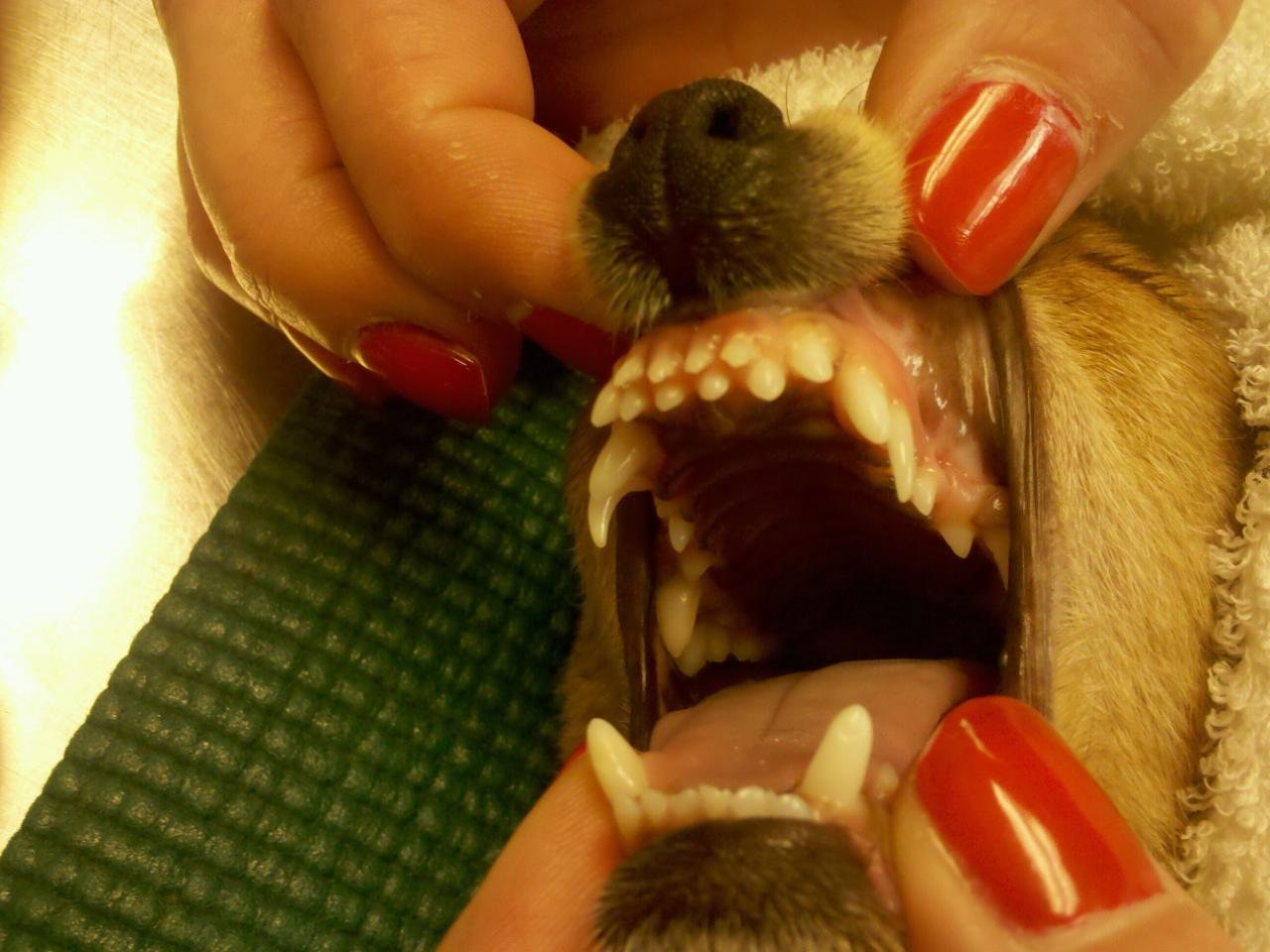 Why Does My Dog Have Two Rows Of Teeth