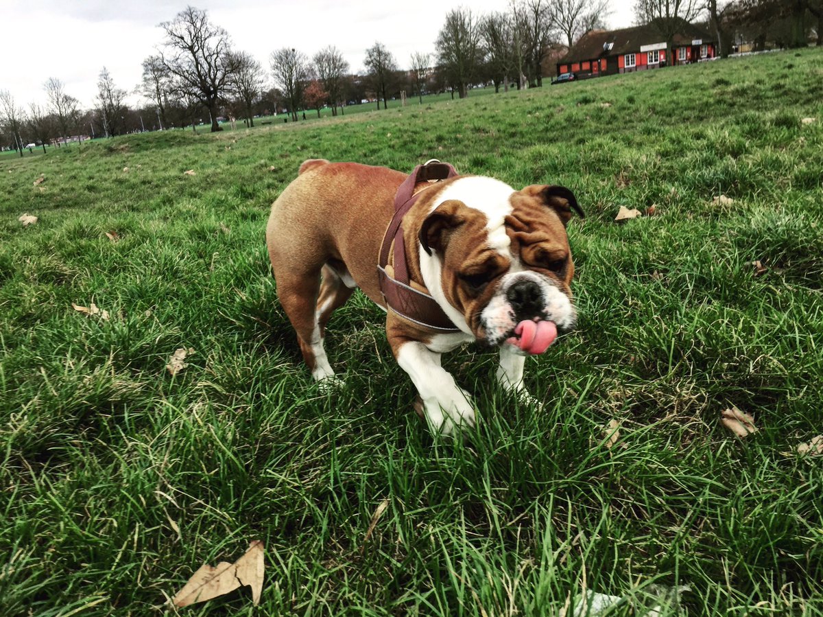 archieagnesLDN's tweet photo. #TuesdayThoughts is there any better part of the the day, than the part with the park? 🐶🎾 https://t.co/S0UOawy7J8