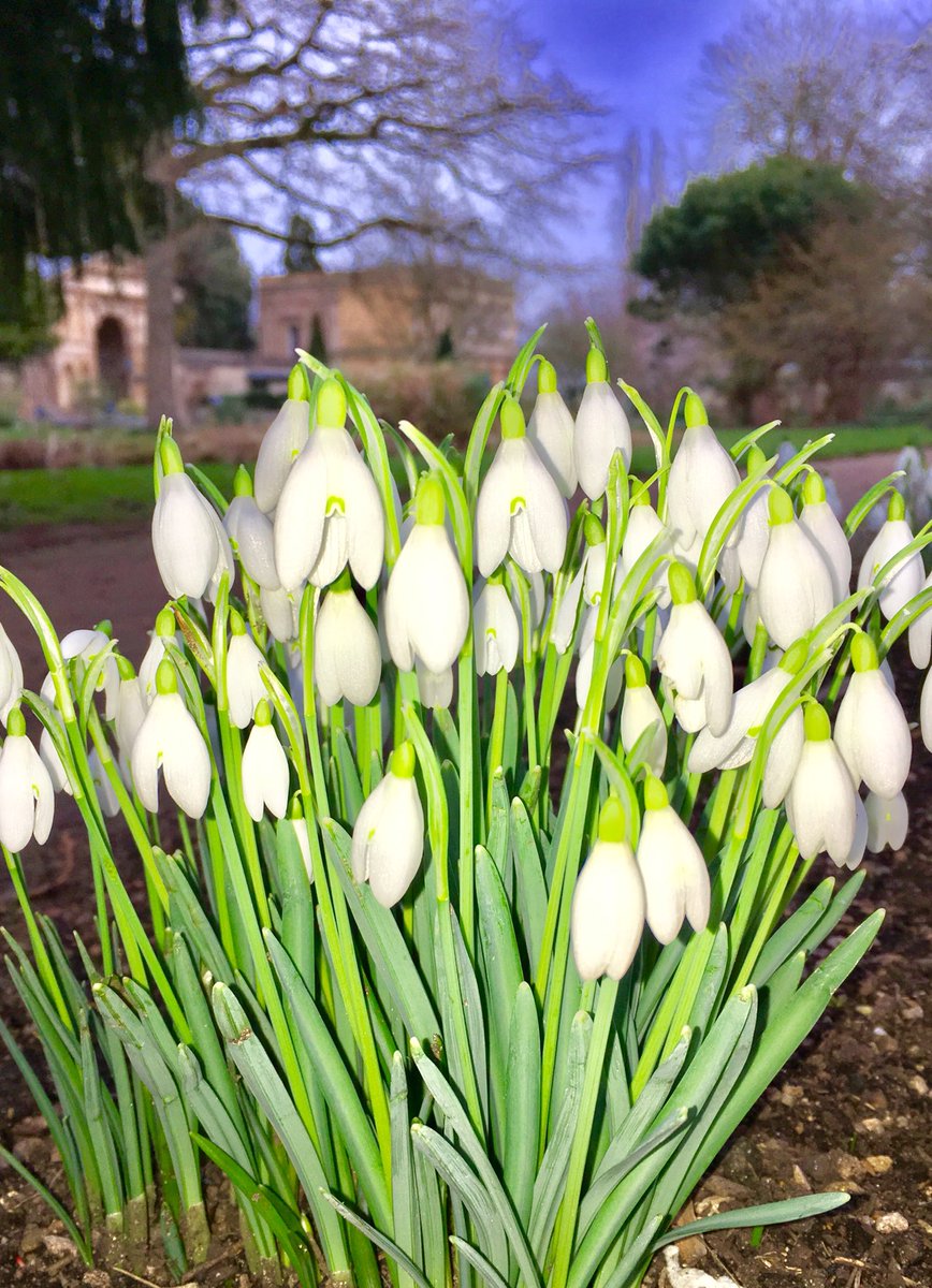 thorogoodchris1's tweet photo. The first signs of spring in the garden today. https://t.co/Zz5oRHH8bO