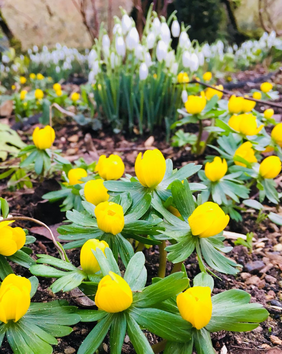 thorogoodchris1's tweet photo. The first signs of spring in the garden today. https://t.co/Zz5oRHH8bO