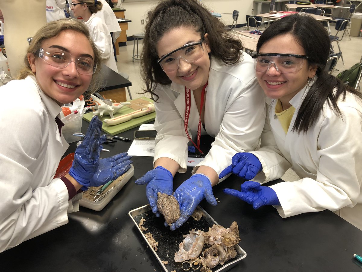 burtonanatomy's tweet photo. These awesome #ghsanatphys students worked hard today to find the treasure 🧠 💰#sheepbraindissection https://t.co/5tbAEODWQY