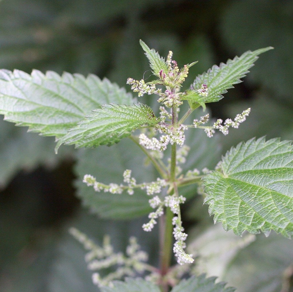 JunctionTesto's tweet image. Stinging Nettle Extract - not what you would expect to be taking to help boost testosterone, but its found in many products - but does it work? check it out - bit.ly/2M9VSLs #naturaltboosters #boosttestosterone