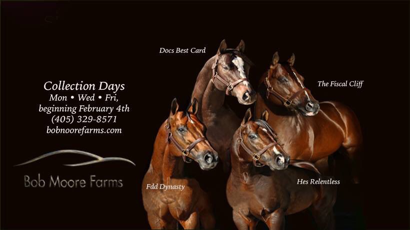 BobMooreFarms's tweet photo. It’s going to be a busy breeding season for these guys! Book early! Stop by our booth at the Heritage Place winter sale to visit with Phillip and the crew. #DocsBestCard #FddDynasty #HesRelentless #TheFiscalCliff https://t.co/HTXPUmPjQX